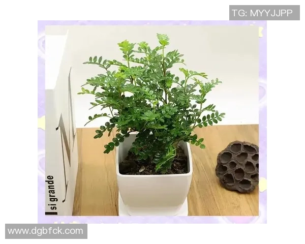 盆栽植物的养护技巧与装饰设计,打造温馨绿色生活空间 盆栽植物的养护技巧与装饰设计,打造温馨绿色生活空间